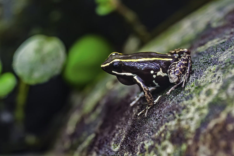 这种可爱的毒蛙(Phyllobates lugubris)是石蛙科的一种青蛙，发现于哥斯达黎加、尼加拉瓜和巴拿马。